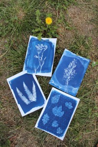 06_05_2026_Ateliers-Cyanotype(photo pour les trois ateliers du mois)